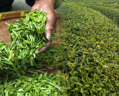 Tea Export
